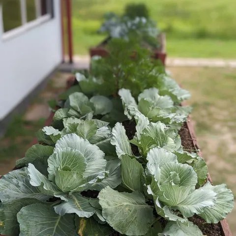 A raised garden box full of cabbages growing beside a building