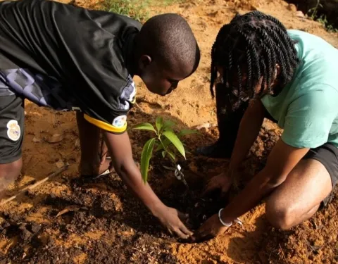 Two children kneel in the red earth to plant a fruit tree seedling