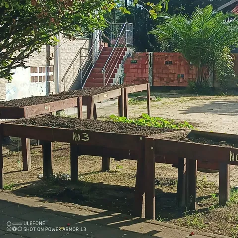 Raised wooden garden tables planted with young vegetables in a courtyard