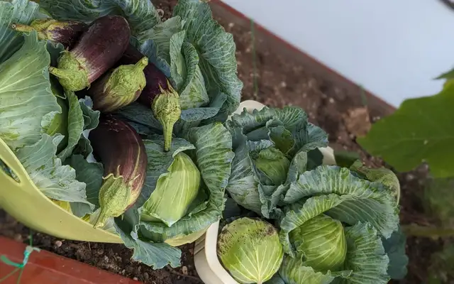 A harvest of cabbages and aubergines from one of the children's home food gardens