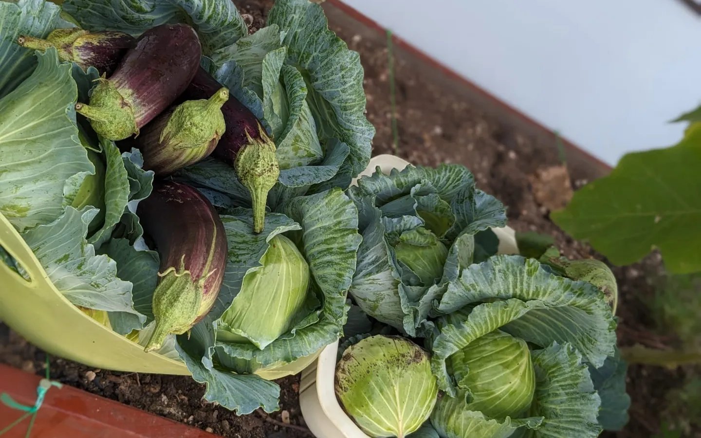 A harvest of cabbages and aubergines from one of the children's home food gardens