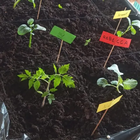 Seedlings in dark soil, each marked with a coloured name label