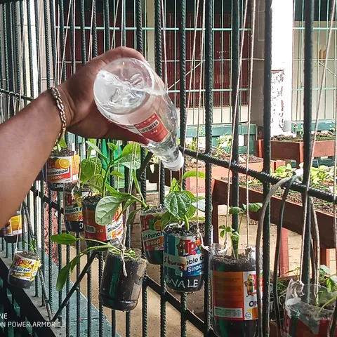 Herbs growing in recycled plastic bottles hung along a fence, being watered