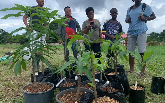 Potted fruit tree saplings lined up on the plot, with the planting team standing behind them