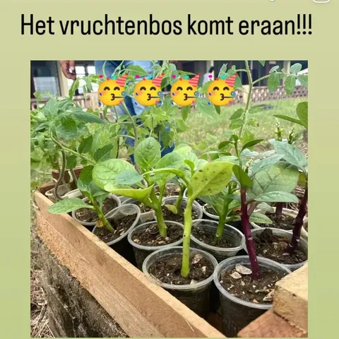 Seedlings in pots, with the Dutch caption “Het vruchtenbos komt eraan!!!” (“The fruit forest is coming!!!”)
